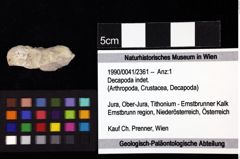 Foto (Objket + Etiketten) von Decapoda indet. 